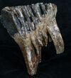 Woolly Mammoth Molar From North Sea #4418-1